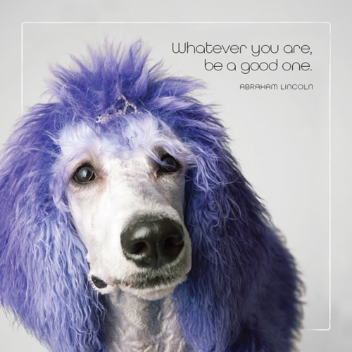 Whatever You Are Card (Poodle) - Click Image to Close