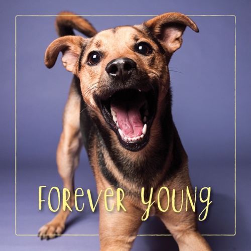 Forever Young Card (Mixed Breed) - Click Image to Close