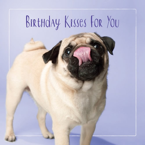 Birthday Kisses Card (Pug) - Click Image to Close