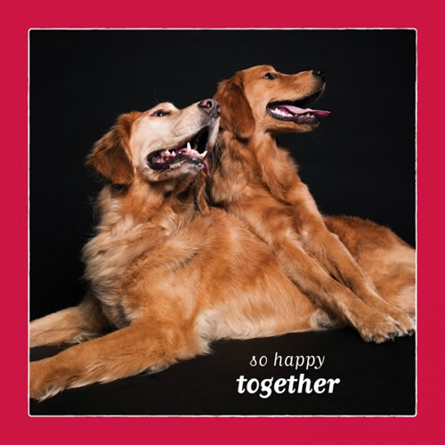 So Happy Together Card (Golden Retrievers) - Click Image to Close