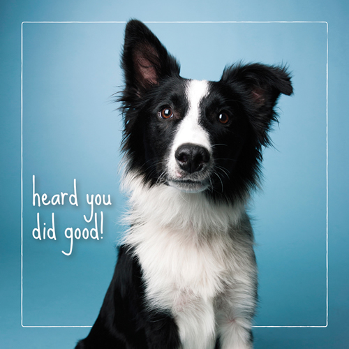 Heard You Did Good Card (Border Collie) - Click Image to Close