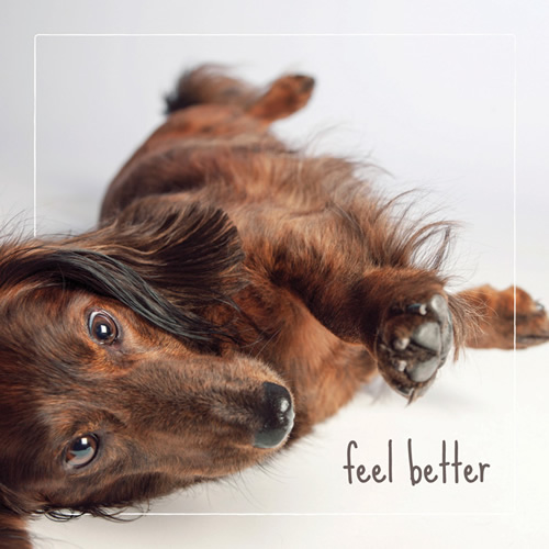 Feel Better Card (Dachshund) - Click Image to Close