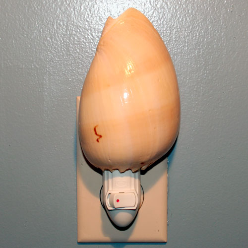 Melon Shell Night Light - Click Image to Close