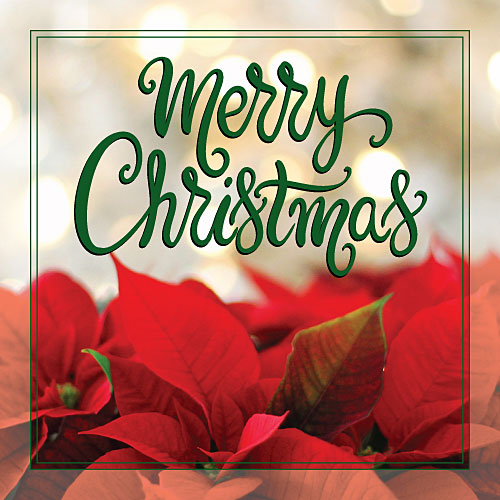 Merry Christmas Greeting Card (Poinsettias) - Click Image to Close