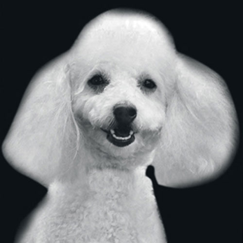 Poodle 2 Night Light Insert - Click Image to Close