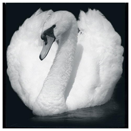 Swan Night Light Insert - Click Image to Close