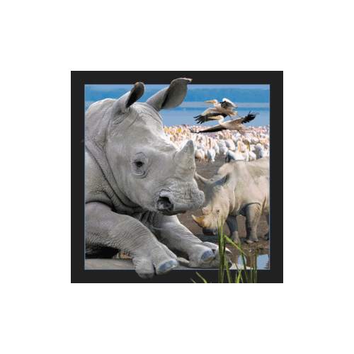 Rhino Magnet - Click Image to Close