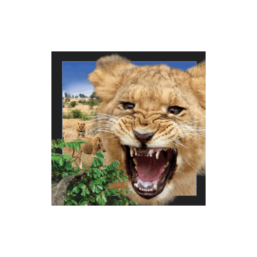Lion Magnet - Click Image to Close