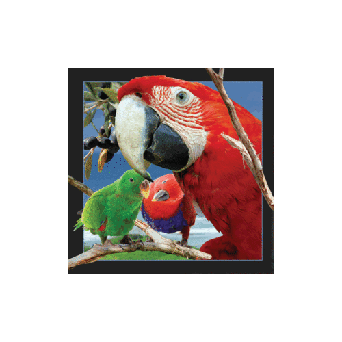 Parrot Magnet - Click Image to Close