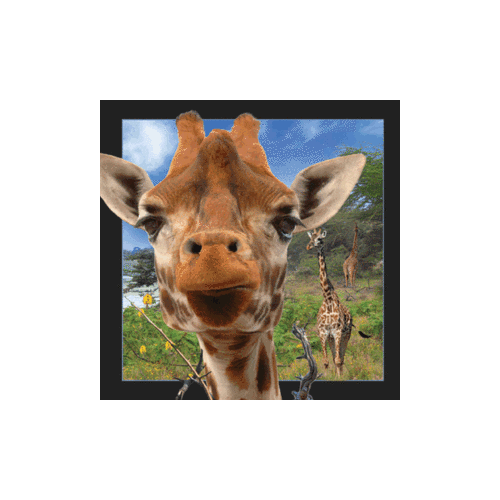 Giraffe Magnet - Click Image to Close
