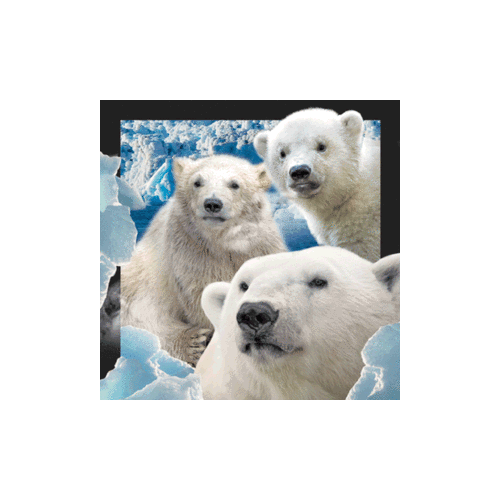 Polar Bears Magnet - Click Image to Close