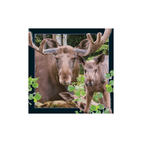 Moose Magnet - Click Image to Close