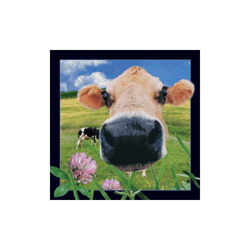 Cow Magnet - Click Image to Close