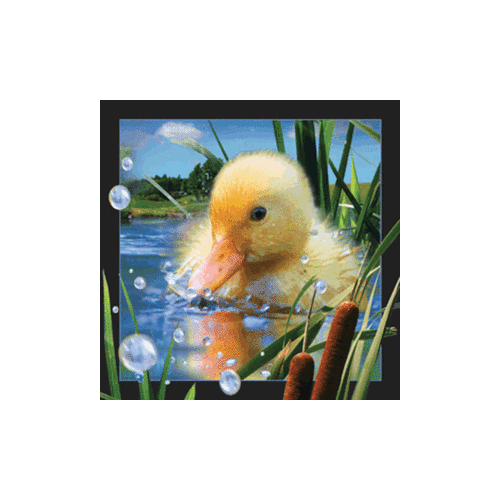 Duckling Magnet - Click Image to Close