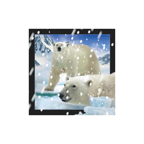 Polar Bears In Snow Magnet - Click Image to Close