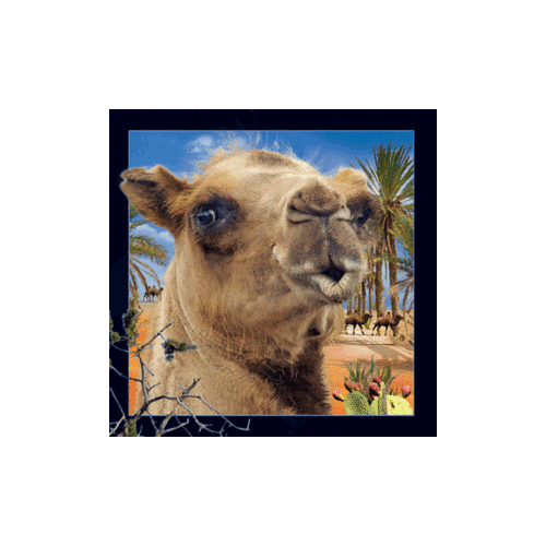 Camel Magnet - Click Image to Close