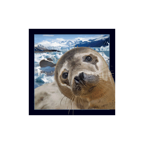 Seal Magnet - Click Image to Close