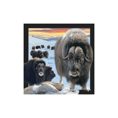 Musk Ox Magnet - Click Image to Close