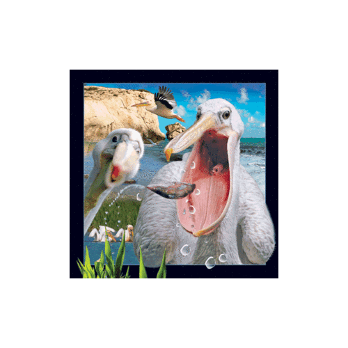 Pelican Magnet - Click Image to Close