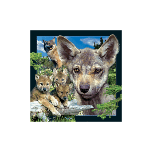 Wolf Cub Magnet - Click Image to Close