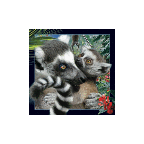 Lemur Magnet - Click Image to Close