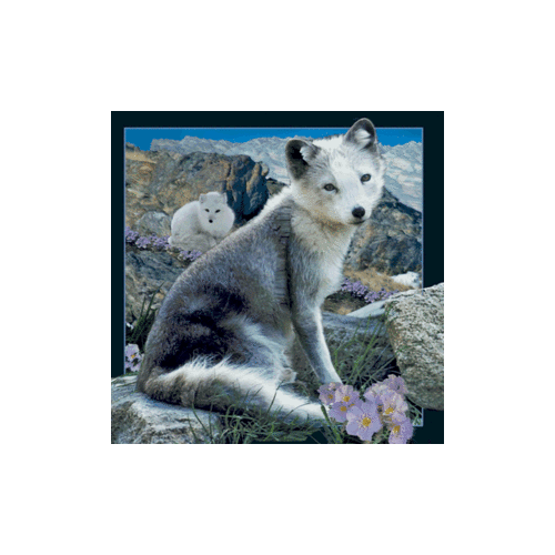 Arctic Fox Magnet - Click Image to Close