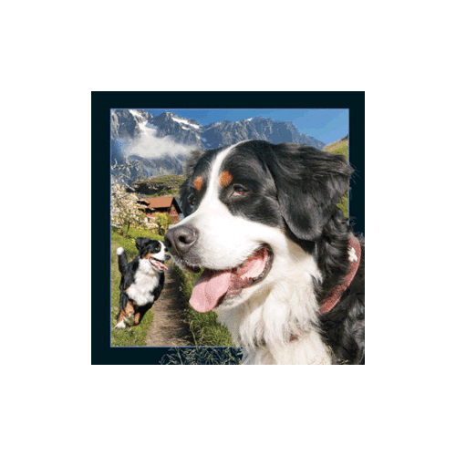 Bernese Mountain Dog Magnet - Click Image to Close