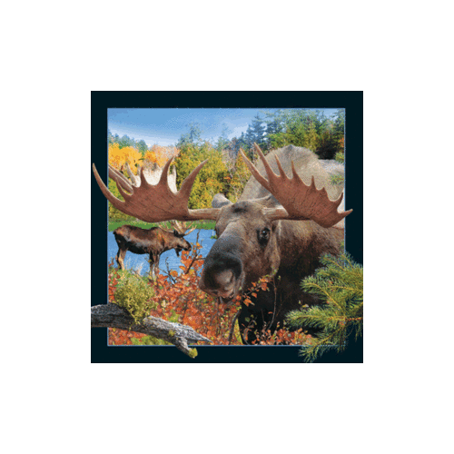 Moose With Big Antlers Magnet - Click Image to Close
