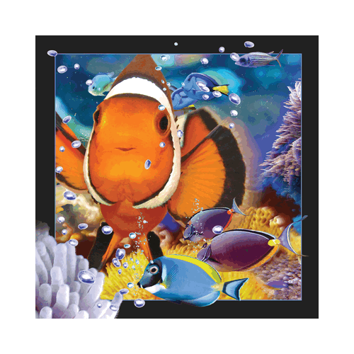 Clownfish Card - Click Image to Close
