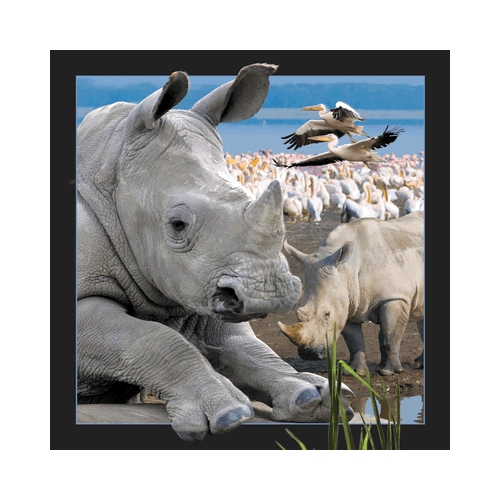 Rhino Card - Click Image to Close