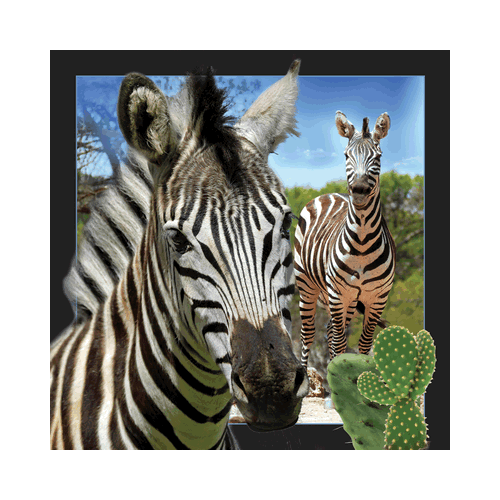 Zebra Card - Click Image to Close