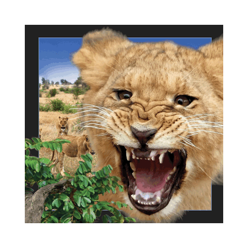 Lion Card - Click Image to Close