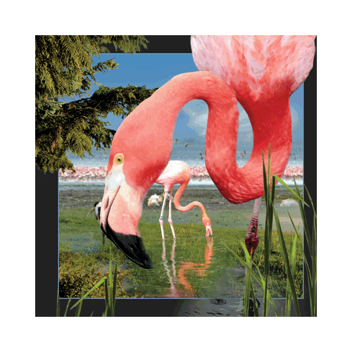 Flamingo Card - Click Image to Close