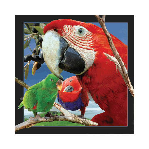 Parrot Card - Click Image to Close