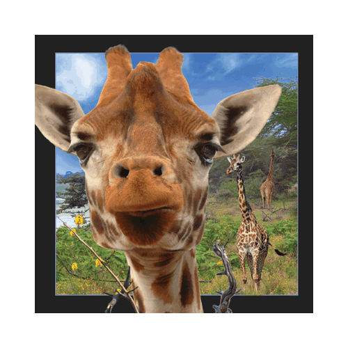 Giraffe Card - Click Image to Close
