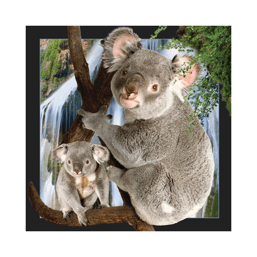 Koala Card - Click Image to Close