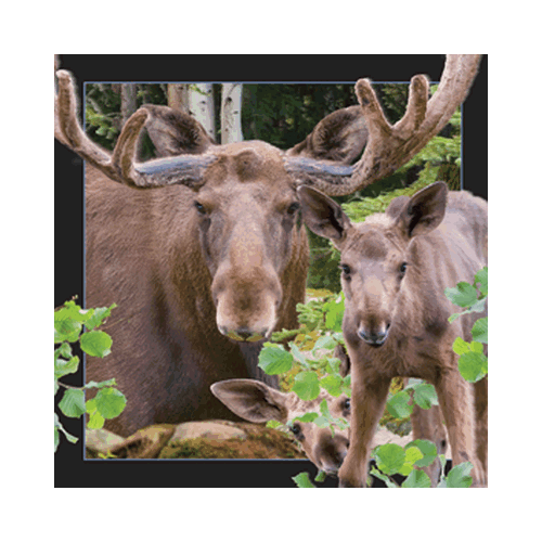 Moose Card - Click Image to Close