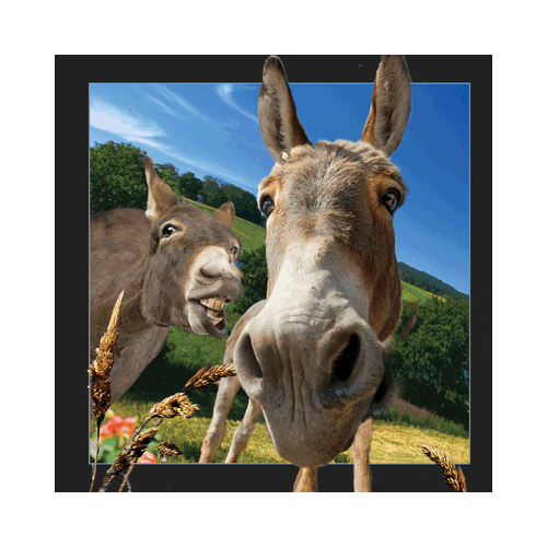 Donkey Card - Click Image to Close