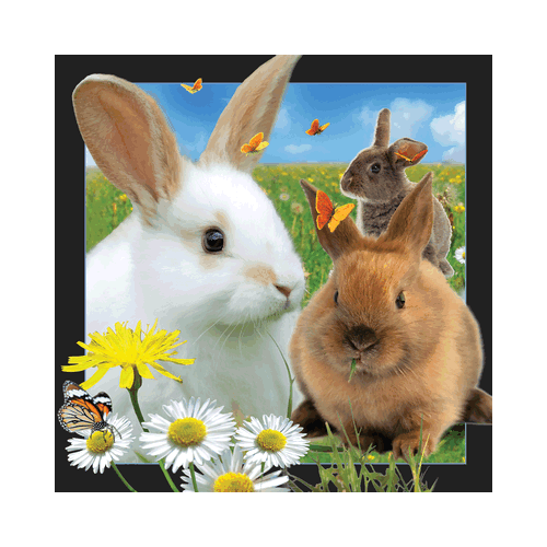 Rabbit Card - Click Image to Close