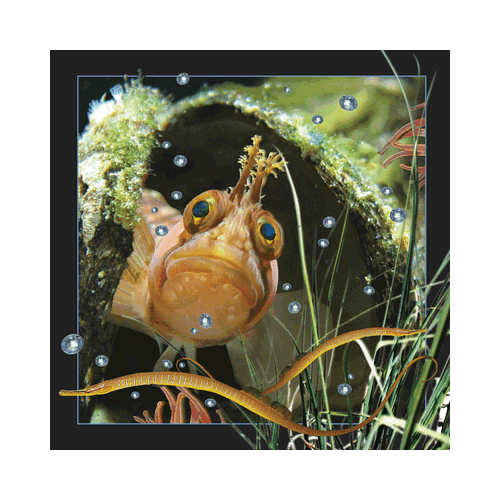 Yarrell's Blenny Card - Click Image to Close