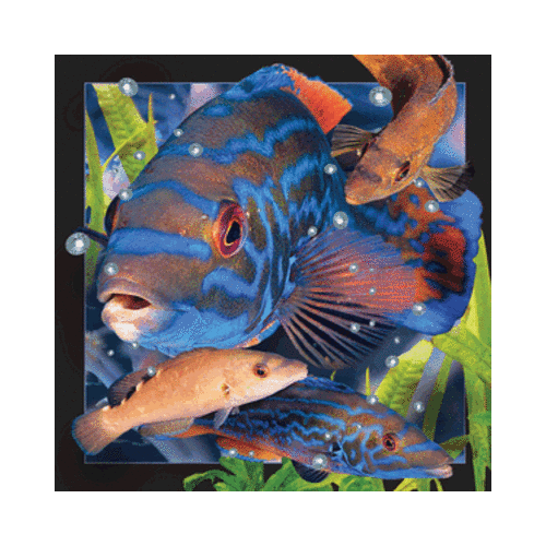 Cuckoo Wrasse Card - Click Image to Close