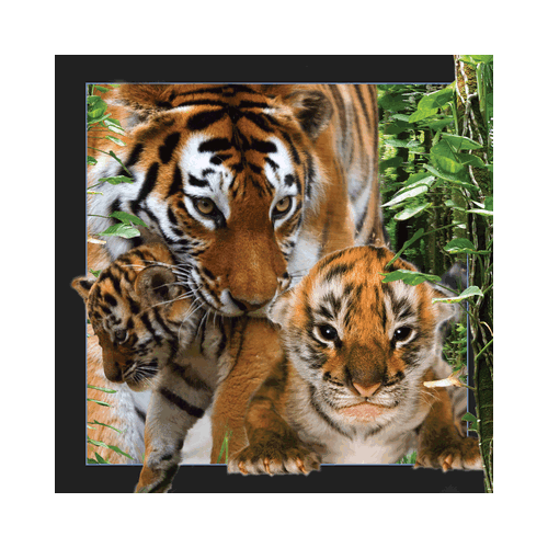 Tiger Card - Click Image to Close
