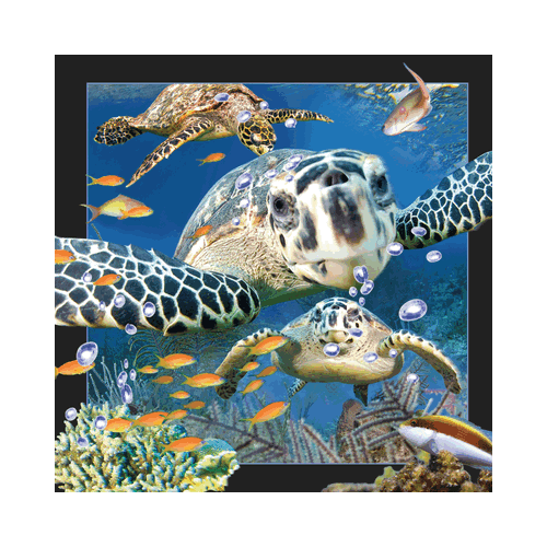Sea Turtle Card - Click Image to Close