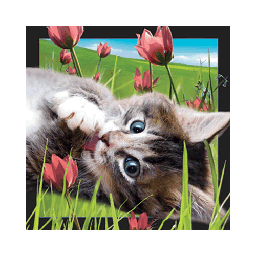 Cat Card - Click Image to Close