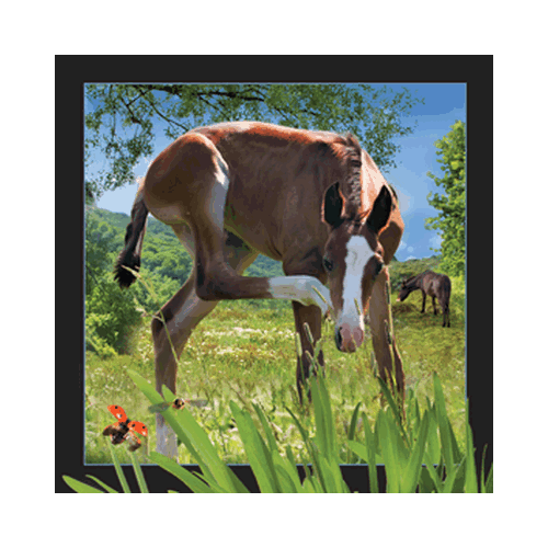 Foal Card - Click Image to Close