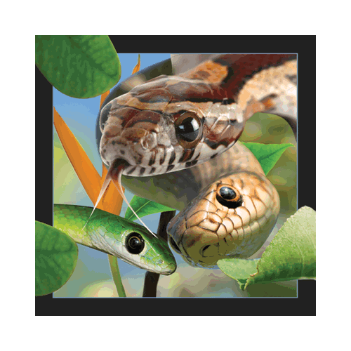 Snake Card - Click Image to Close