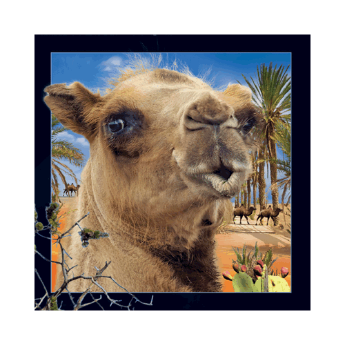 Camel Card - Click Image to Close