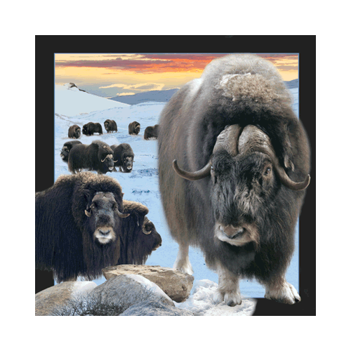 Musk Ox Card - Click Image to Close