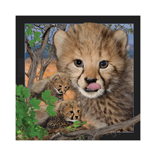 Cheetah Card - Click Image to Close
