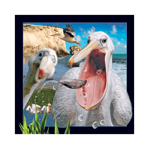 Pelican Card - Click Image to Close